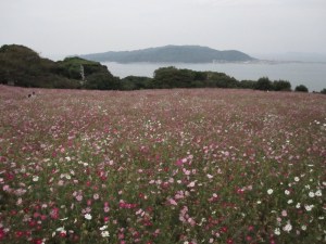 Nokonoshima Cosmos Flowers